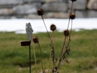 20100124 111 raw