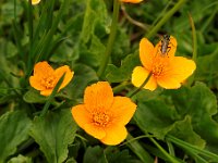 20090612 204 raw