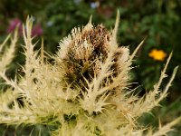 20090802 165 raw