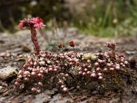 20090802 258 raw
