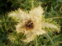 20090802 270 raw