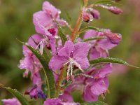 20090803 015 raw