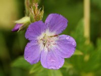 20090803 078 raw