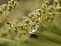 20090803 087 raw