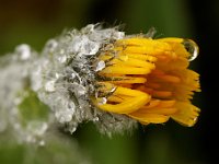 20090803 110 raw