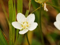 20090803 135 raw