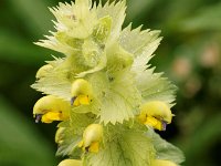 20090803 153 raw