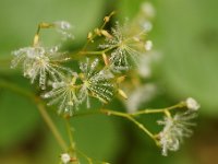 20090803 162 raw