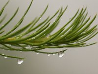 20090803 183 raw