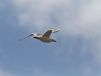 20170805 0142