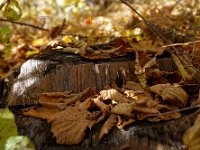 2020-10-25 0079 : Valais