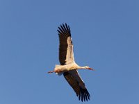 20200220 0463 : Avenches, Oiseaux