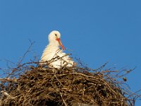 20200220 0466 : Avenches, Oiseaux