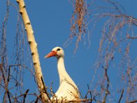 20200220 0473 : Avenches, Oiseaux