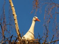 20200220 0477 : Avenches, Oiseaux