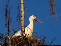 20200220 0478 : Avenches, Oiseaux