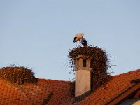 20200220 0485 : Avenches, Oiseaux