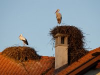 20200220 0486 : Avenches, Oiseaux