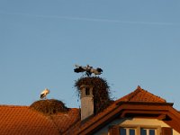 20200220 0487 : Avenches, Oiseaux