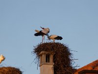 20200220 0488 : Avenches, Oiseaux