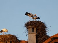 20200220 0490 : Avenches, Oiseaux