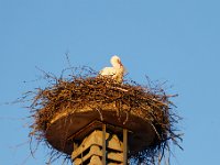 20200220 0496 : Avenches, Oiseaux