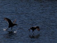 Les Grangettes 2017 03 30