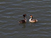 Les Grangettes 2017 04 29