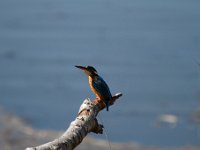 Les Grangettes 2018 03 24