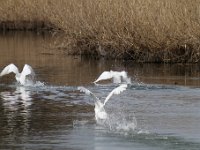 Les Grangettes 2018 03 25
