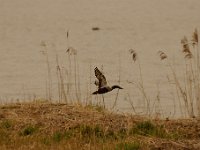 2021 02 06 0009 : Les Grangettes, Oiseaux
