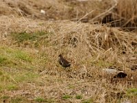 2021 02 06 0014 : Les Grangettes, Oiseaux