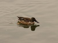 2021 02 06 0019 : Les Grangettes, Oiseaux