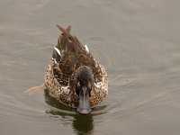 2021 02 06 0022 : Les Grangettes, Oiseaux