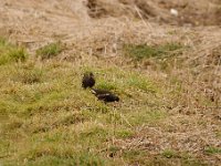 2021 02 06 0026 : Les Grangettes, Oiseaux