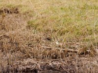 2021 02 06 0027 : Les Grangettes, Oiseaux