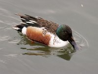 2021 02 06 0028 : Les Grangettes, Oiseaux