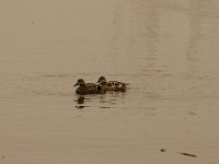 2021 02 06 0032 : Les Grangettes, Oiseaux