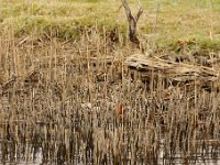 2021 02 06 0039 : Les Grangettes, Oiseaux