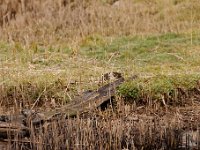 2021 02 06 0041 : Les Grangettes, Oiseaux