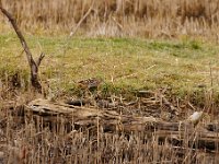 2021 02 06 0048 : Les Grangettes, Oiseaux