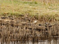 2021 02 06 0050 : Les Grangettes, Oiseaux