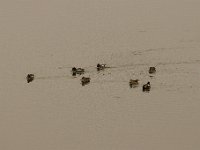 2021 02 06 0061 : Les Grangettes, Oiseaux