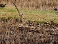 2021 02 06 0074 : Les Grangettes, Oiseaux