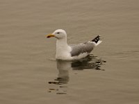 2021 02 06 0077 : Les Grangettes, Oiseaux