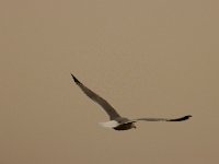 2021 02 06 0079 : Les Grangettes, Oiseaux