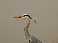2021 02 06 0107 : Les Grangettes, Oiseaux