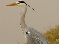 2021 02 06 0118 : Les Grangettes, Oiseaux
