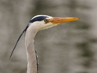 2021 02 06 0129 : Les Grangettes, Oiseaux
