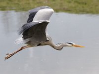 2021 02 06 0141 : Les Grangettes, Oiseaux
